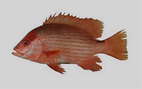 生肖方向 紅魚是什麼魚